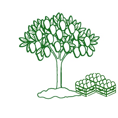 Dibujo de árbol con mangos. Fruta Tropical de temporada madurada en el árbol.