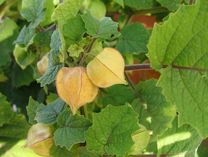 comprar physalis