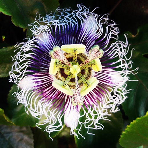 flor de la pasion o passiflora