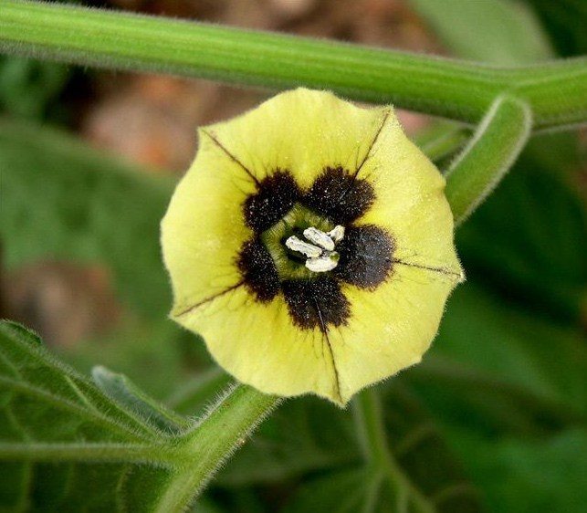 flor de physalis o alquequenje