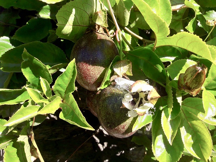 fruta de la pasion y passiflora