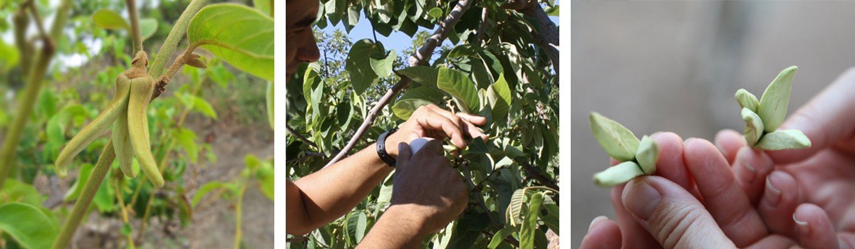polinización flor del chirimoyo
