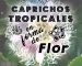 caprichos tropicales en forma de flor